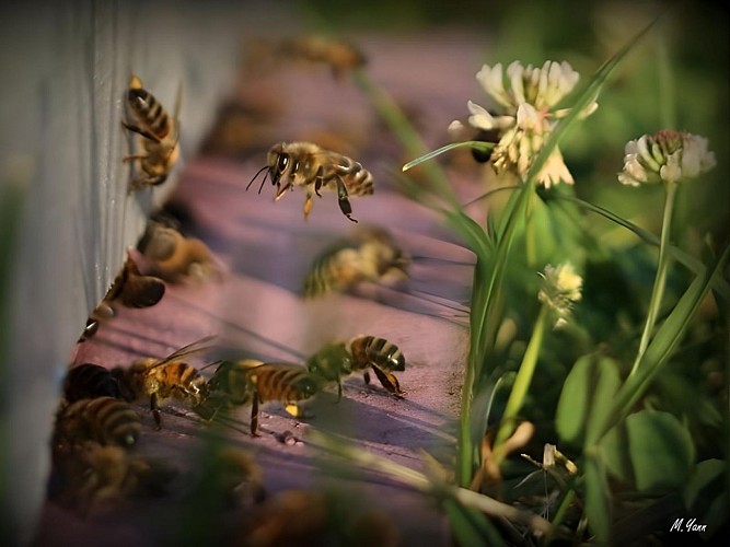 atelier-du-miel-5-fotor-enhance-20250702172946 (1)