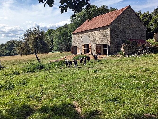 chèvrerie poney fringant 5