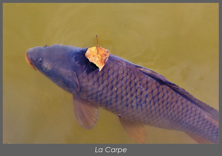 La carpe