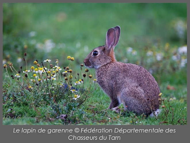 Le lapin de Garenne
