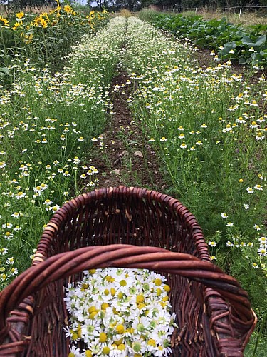 PAYSANNE - HERBORISTE "PLANTAE"