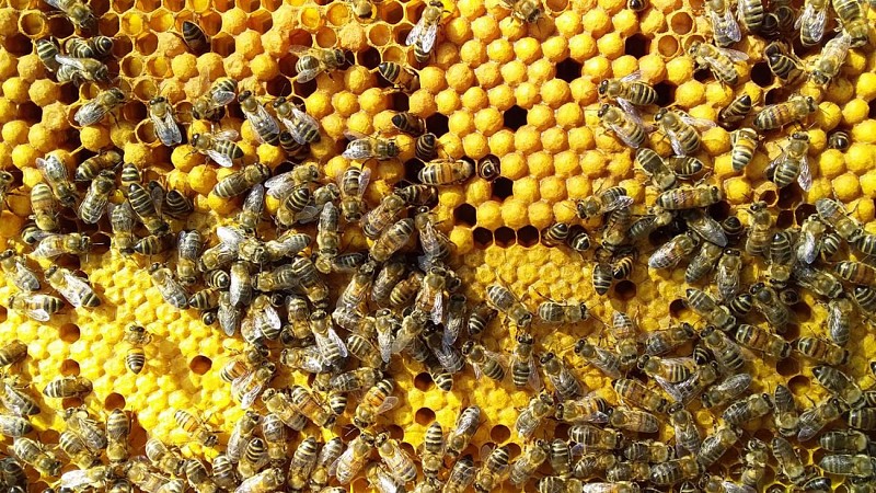 Le Rucher des Buis abeilles