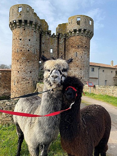 argentonnay-glamping@la-petite-ferme-alpagas
