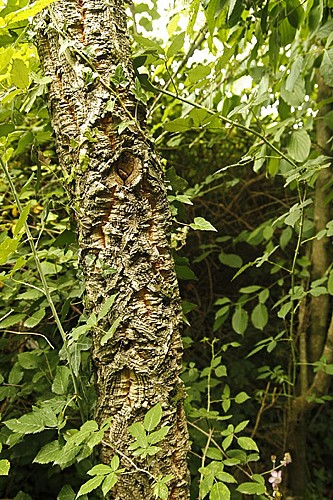 Etape 2 - de Beaulieu-sous-la-Roche à Bellevue (Beaulieu) – 5,5 km