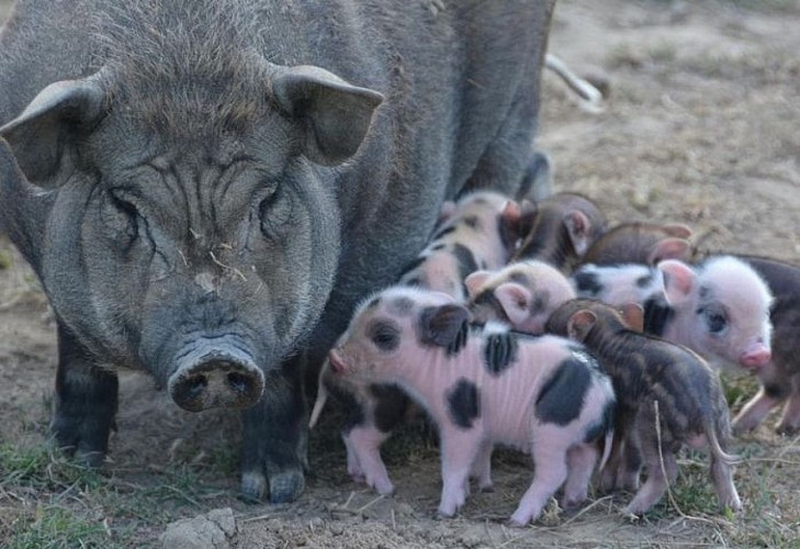 Parc animalier des Clautres