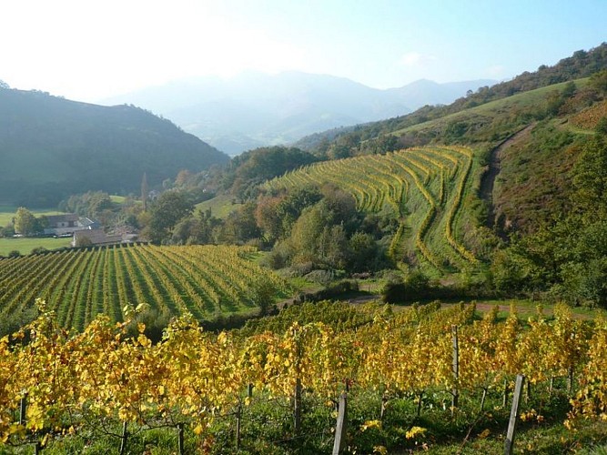 Domaine Arretxea - vue vignes en terrasses