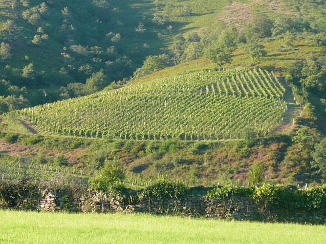 Domaine Arretxea - vignes