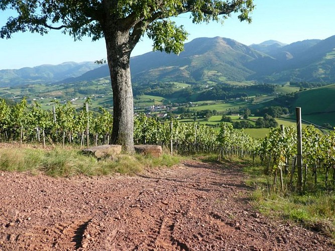 Domaine Arretxea - vignes vue montagne