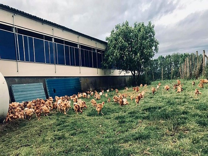 Serres castet ferme palangue crédit Palangue (8)