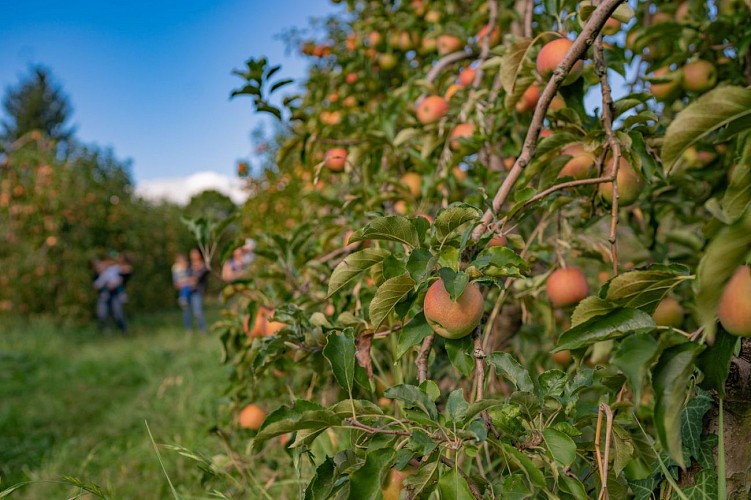 Verger Saint Quitterie Caubios-Loss crédit photo Fruits de la Targa