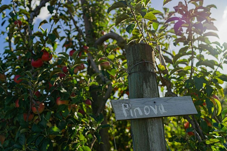 Verger St Quitterie Caubios-Loss Tourisme Nord Béarn crédit photo Verger ST Quitterie