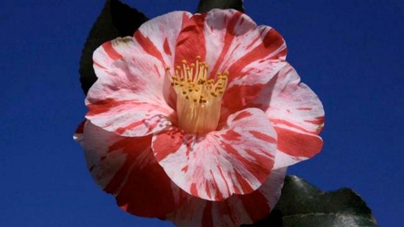 Jardin des Camélias