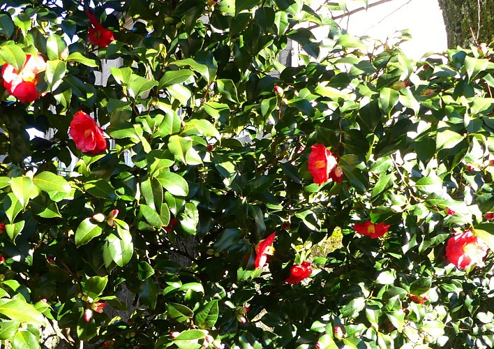 Jardin des Camélias