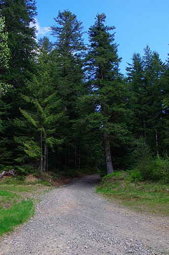 Forêt des Bois Noirs, Puy du Montoncel