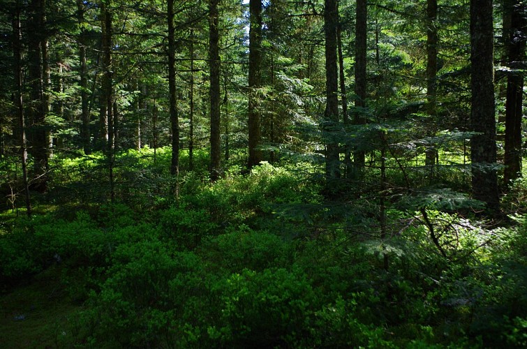 Forêt des Bois Noirs, Puy du Montoncel