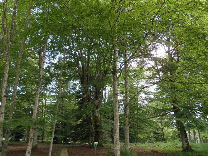 Plateau de la Loge-des-Gardes - Forêt domaniale de l'Assise