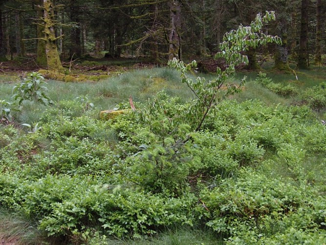 Plateau de la Loge-des-Gardes - Forêt domaniale de l'Assise
