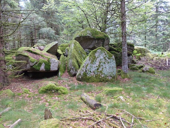 Plateau de la Loge-des-Gardes - Forêt domaniale de l'Assise