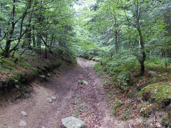 Plateau de la Loge-des-Gardes - Forêt domaniale de l'Assise