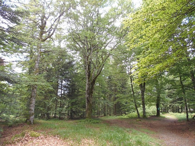 Plateau de la Loge-des-Gardes - Forêt domaniale de l'Assise