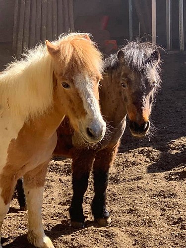 Les écuries du bois ailé