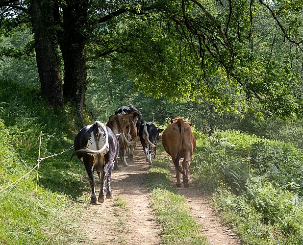 ferme de beausoleil-0859