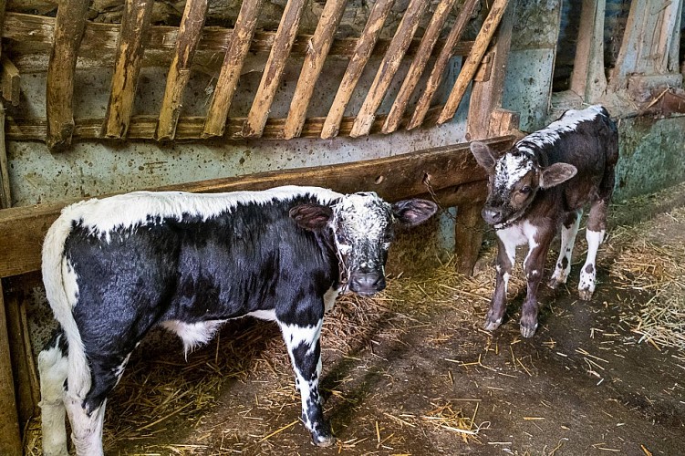 ferme de beausoleil-0837