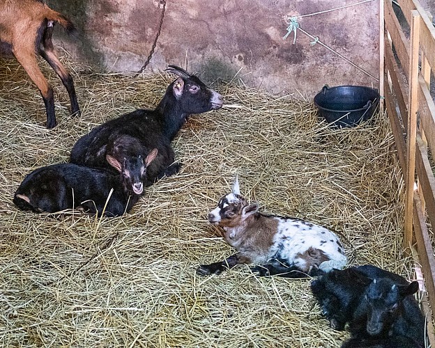 ferme de beausoleil-0841