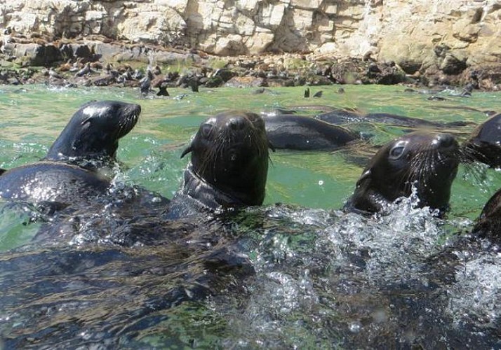 Croisière d'observation des phoques et requins dans la réserve naturelle de Robberg - Plettenberg Bay (Garden Road)
