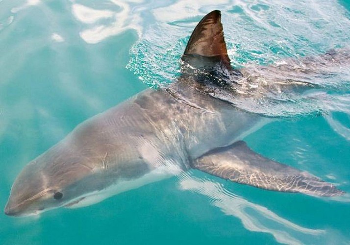 Croisière d'observation des phoques et requins dans la réserve naturelle de Robberg - Plettenberg Bay (Garden Road)