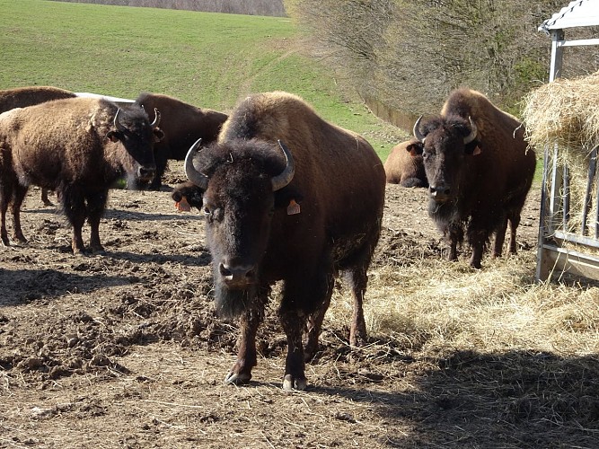 Planet'Bison - La ferme de la marquise