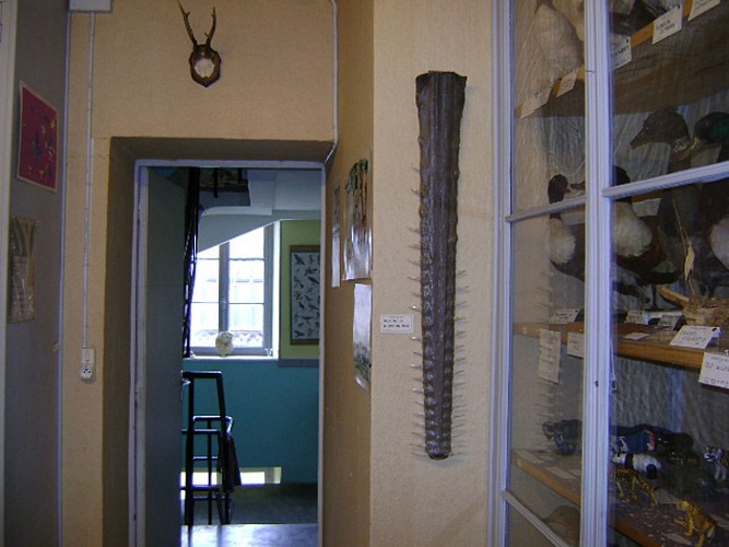 MUSEUM D'HISTOIRE NATURELLE_3