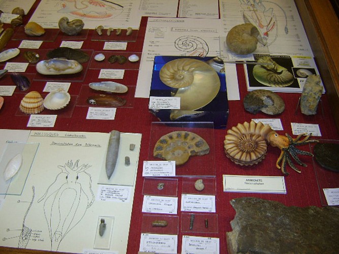 MUSEUM D'HISTOIRE NATURELLE_4