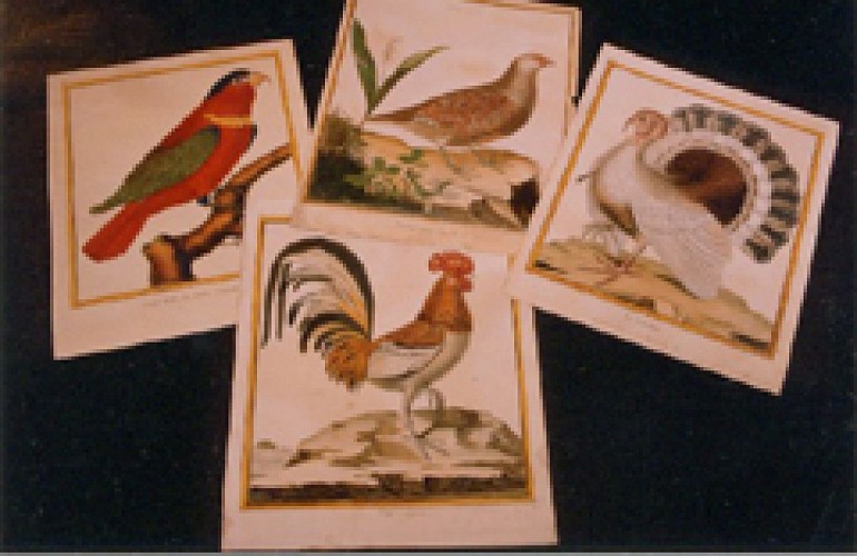 MUSEUM D'HISTOIRE NATURELLE_5