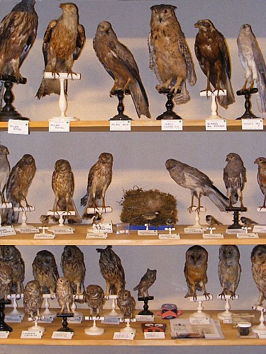 MUSEUM D'HISTOIRE NATURELLE_6