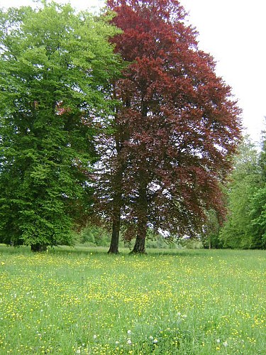 PARC DU CHATEAU DE SAINT- LOUP-NANTOUARD_4