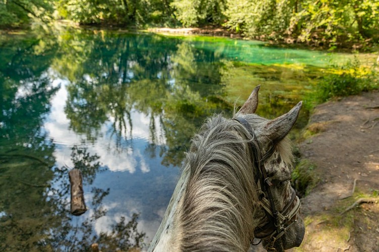 Planey cheval - Itinera Magica