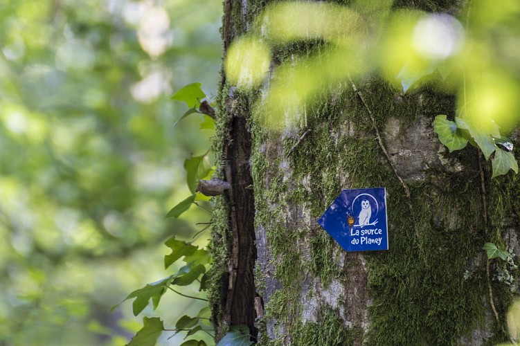 Source du Planey
