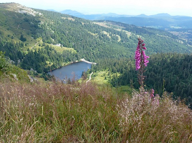 LE PARC NATUREL REGIONAL DES BALLONS DES VOSGES_4