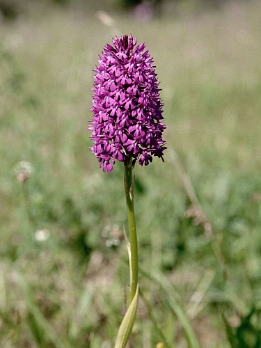 Relais Paysan - Orchidée