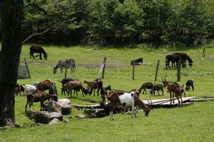 GÎTE PAYSAN DU MOULIN BEGEOT_3