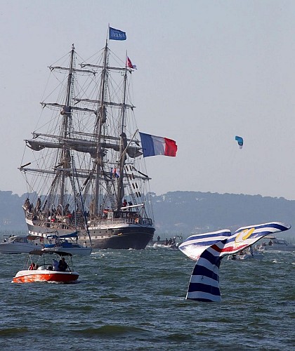 bellem et queue de baleine