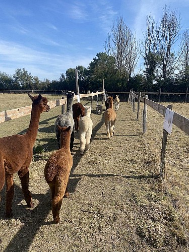 argentonnay-ferme-alpagas