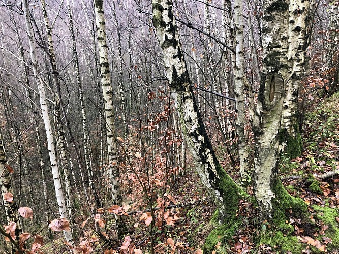 Ancienne sablière du Marouset