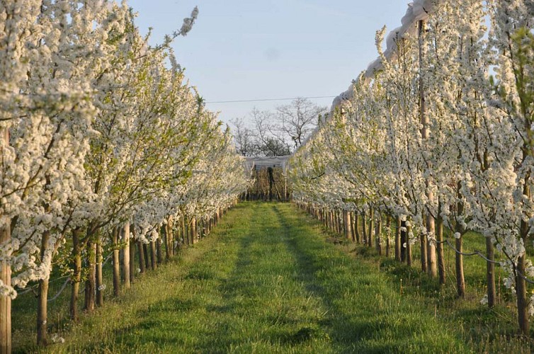 Le Jardin des Hespérides