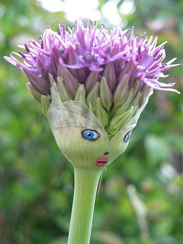 BIDULE, COLOQUINE ET CIE