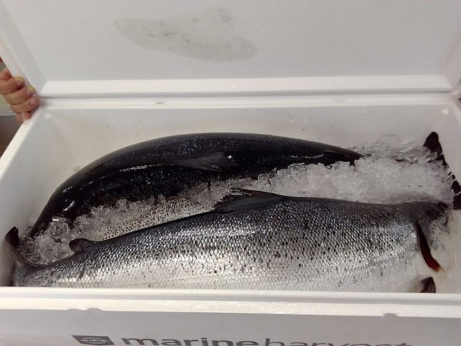 Plats à base de produits frais faits maison