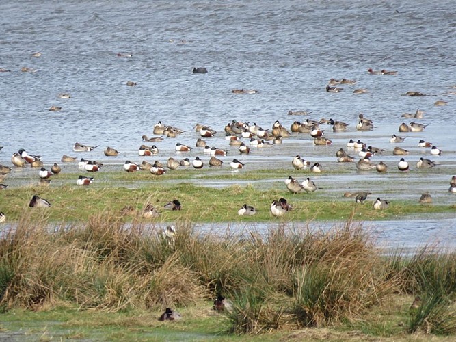 Oiseaux du marais