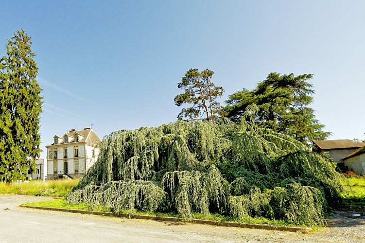 Arbres exceptionnels