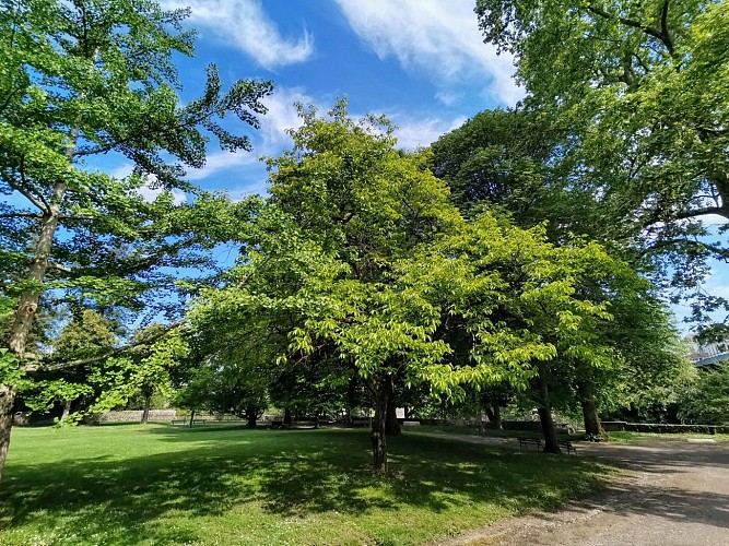 Arbres exceptionnels1